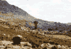 South Africa (cape province)