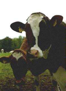 Cow