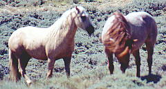 wildhorses
