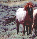 wildhorses