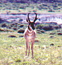 Antelope
