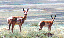 Antelope