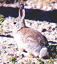rabbit
