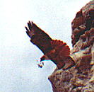 Red Tail Hawk