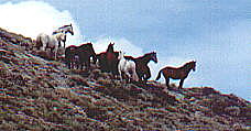 wild horses