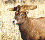 weirdhorned bighorned
