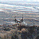 muledeer