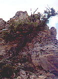 Tree in Wy