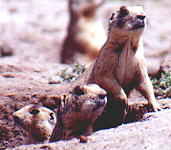 Prairie dogs