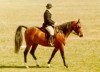 aps ridden