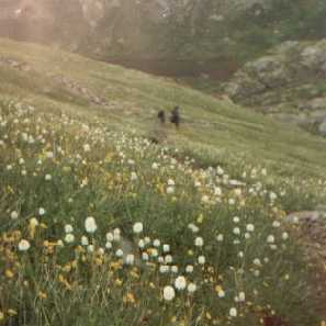 Nice mountain flowers up to the saddle