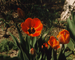 Poppy 41k