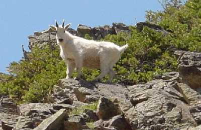 Mountain goat on Pyramid