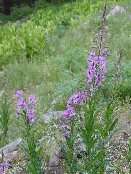 Wildflowers