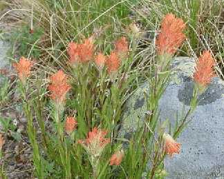 Wildflowers