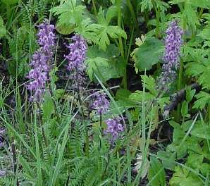 Wildflowers