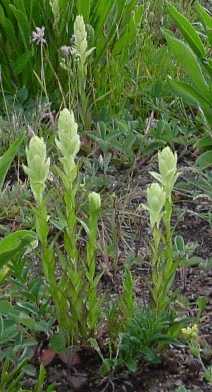 Wildflowers