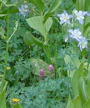 Wildflowers