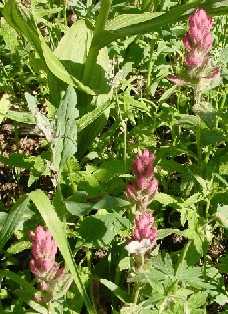 Wildflowers