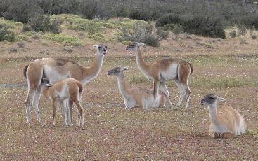 Guanacos