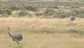 Nandus (or rheas)
