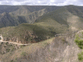 Baviaans