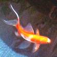 Photo of a goldfish
