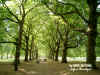 uk_park_green.jpg (259092 bytes)