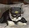 batdog.jpg