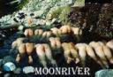 moonriver.jpg