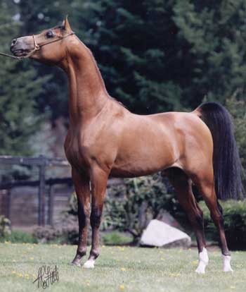 © Amethyst Arabians