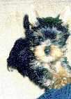 YORKSHIRE TERRIER LOVERS