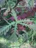 Quercus dentata pinnatifida