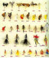 fly1.jpg (138453 bytes)