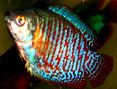 Dwarf Gourami