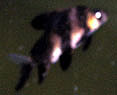 China Hi-fin Banded Shark