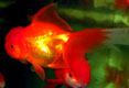 Red Oranda Gold Fish