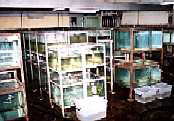Farm house for counting and packing fish