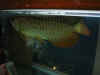 arowana.JPG (42970 bytes)
