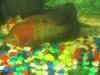 blackie5.JPG (59421 bytes)
