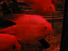 bloodp.JPG (34045 bytes)