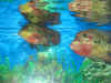fh_fh12.JPG (73311 bytes)