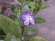 402tsurumurasaki