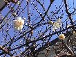 402ume(2)