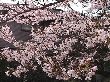 404sakura1