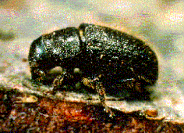 {Adult of Dendroctonus micans}