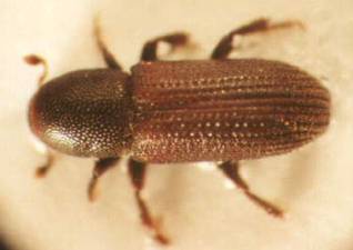 {Adult of Hylastes ater}