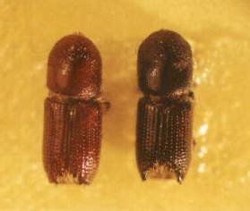 {Adults of Orthotomicus erosus}