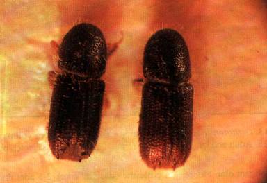 {Adults of Orthotomicus suturalis}