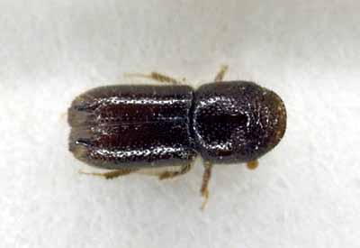 {Adult of Pityogenes bidentatus}